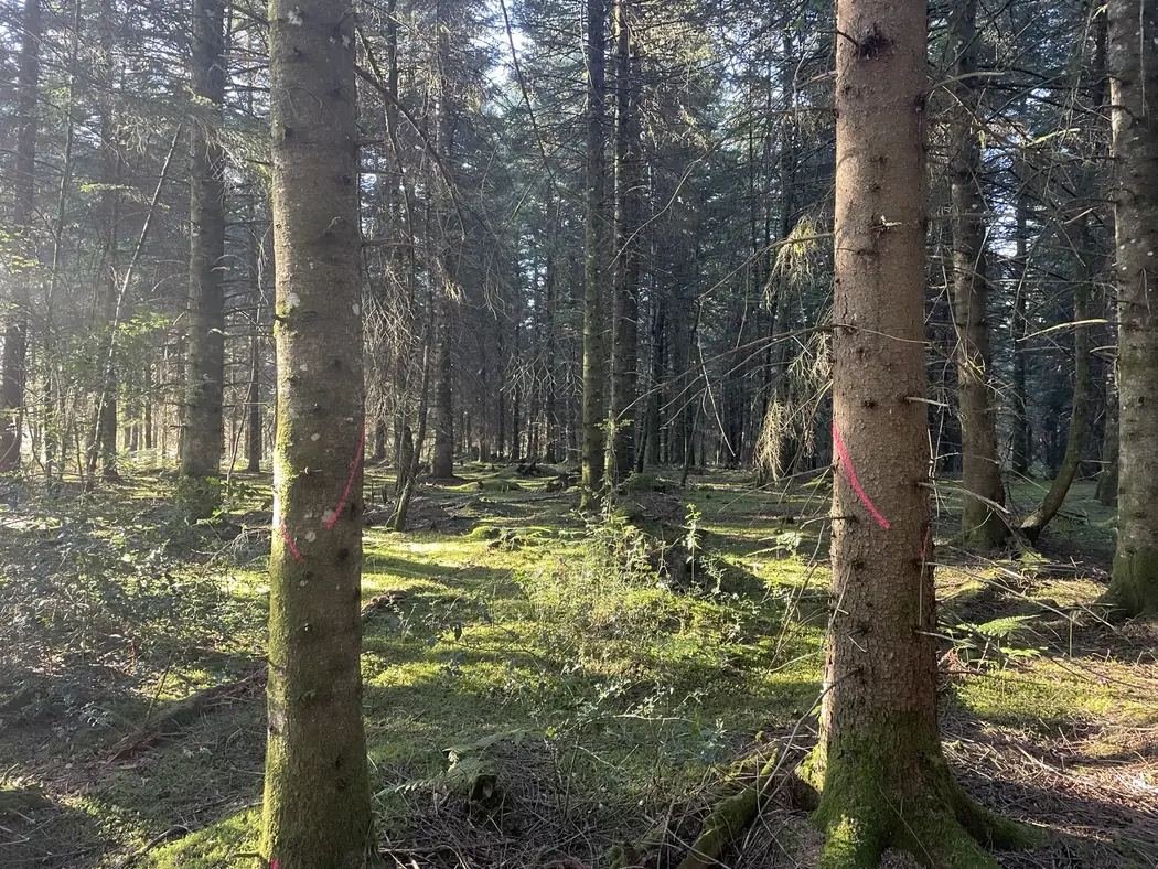Arbres désignés à la peinture