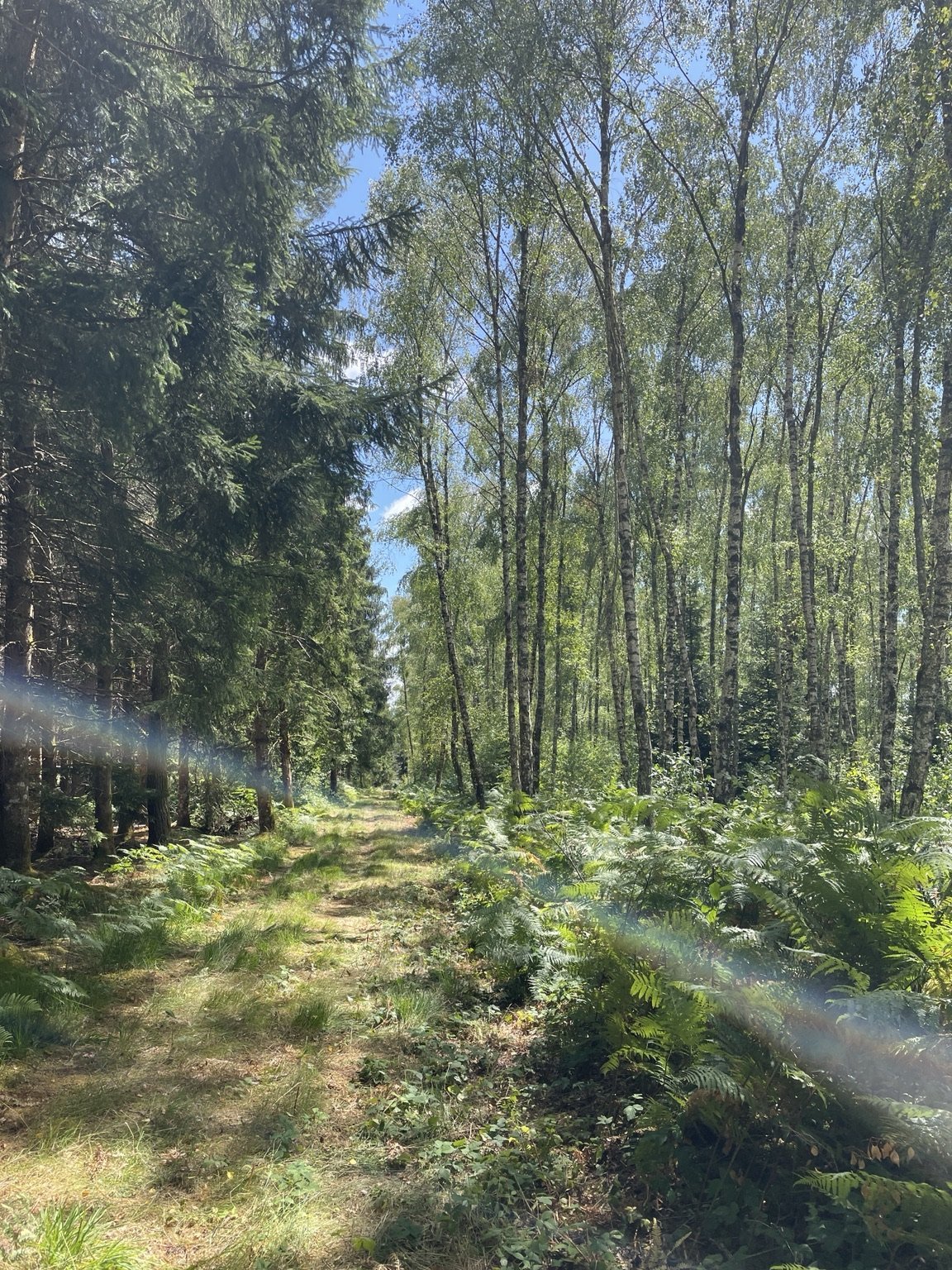 Chemin forestier entre résineux et bouleaux, sous la lumière du soleil — LC FORÊT