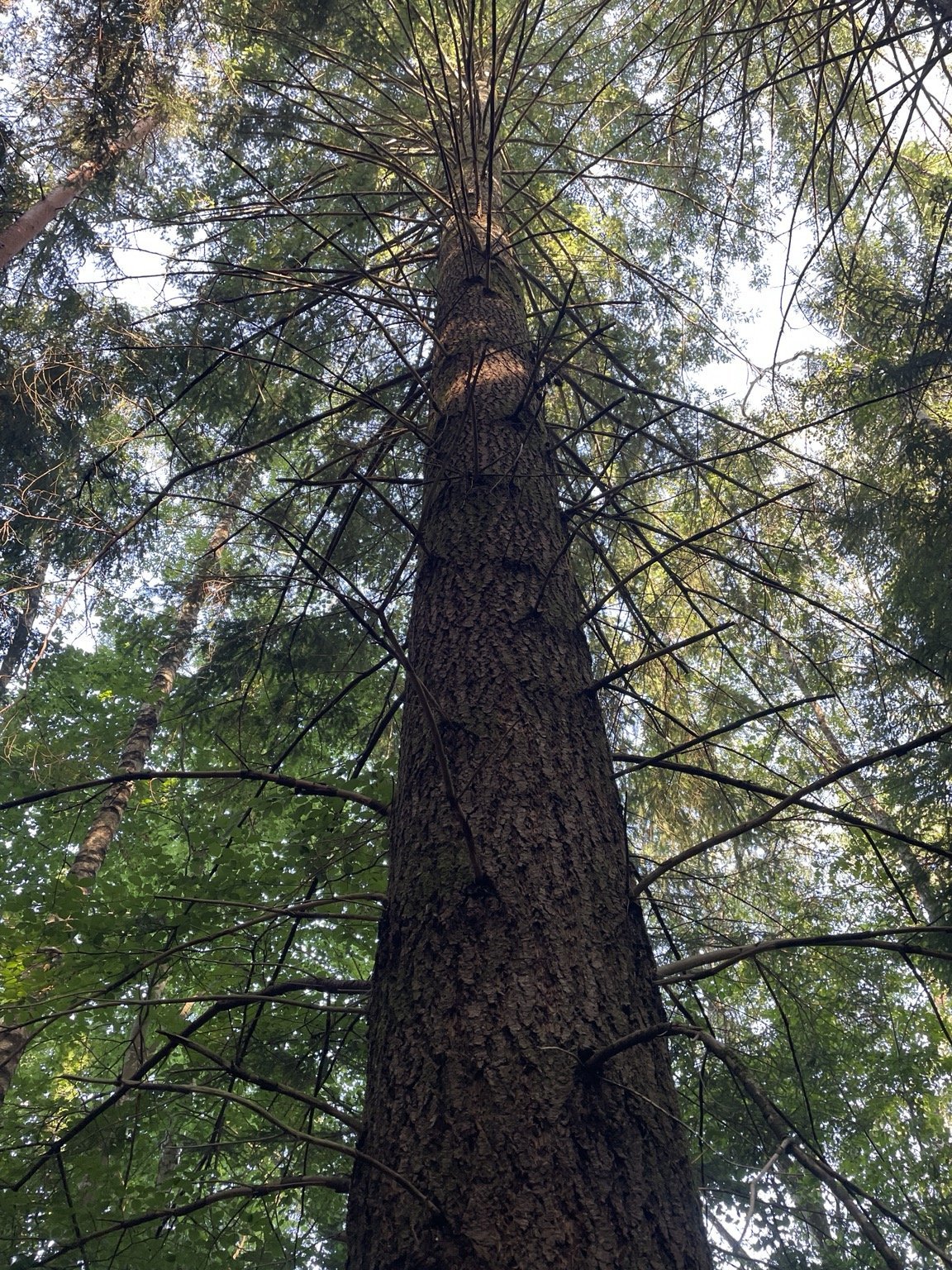 Grand résineux vu depuis le pied, branches et houppier dans la lumière — LC FORÊT