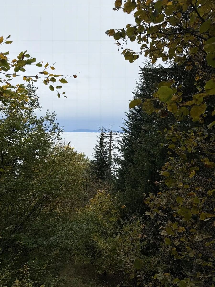 Paysage à travers la forêt