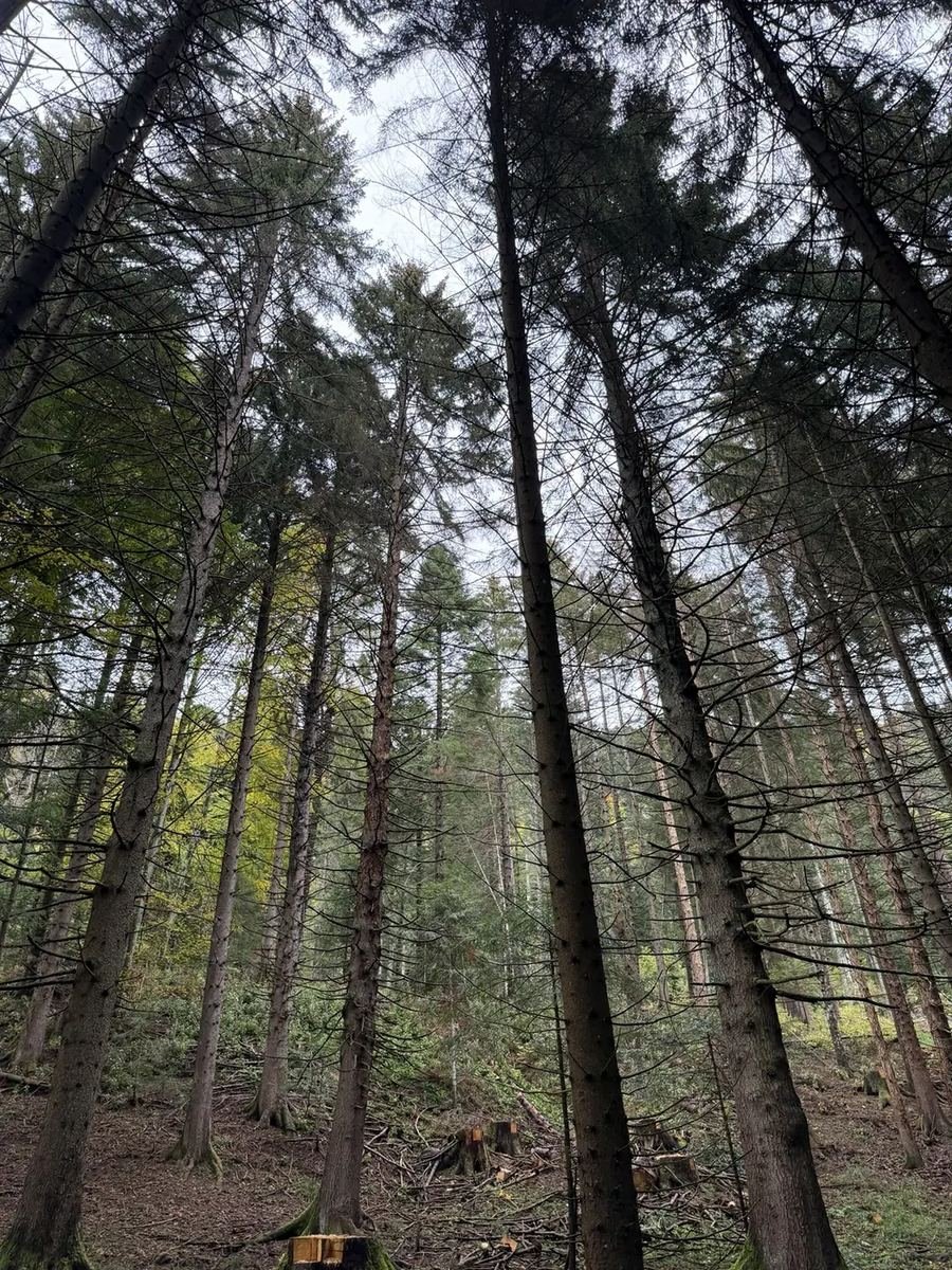 Vue vers les houppiers de résineux