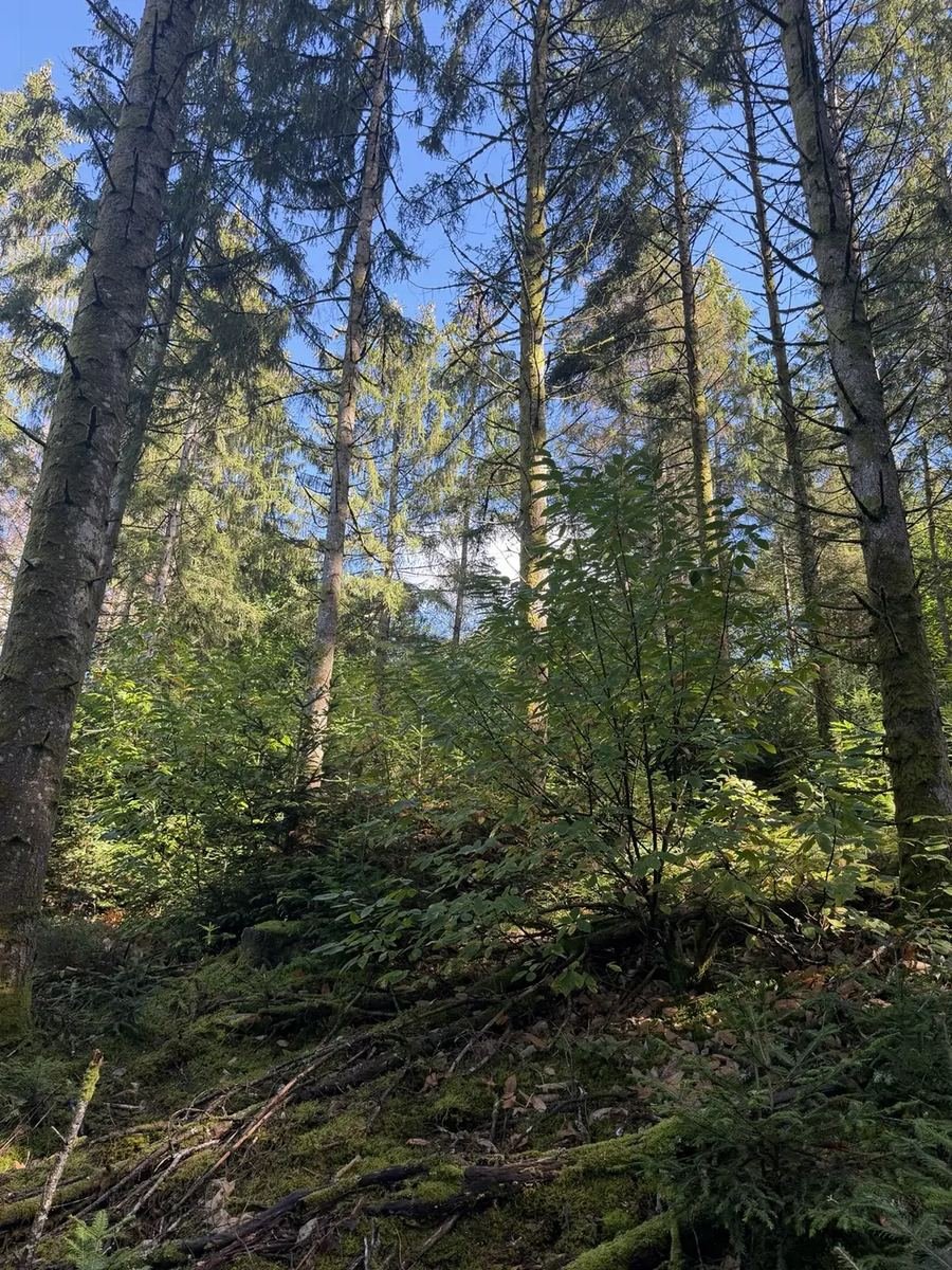 Végétation feuillue et jeunes résineux sous les arbres