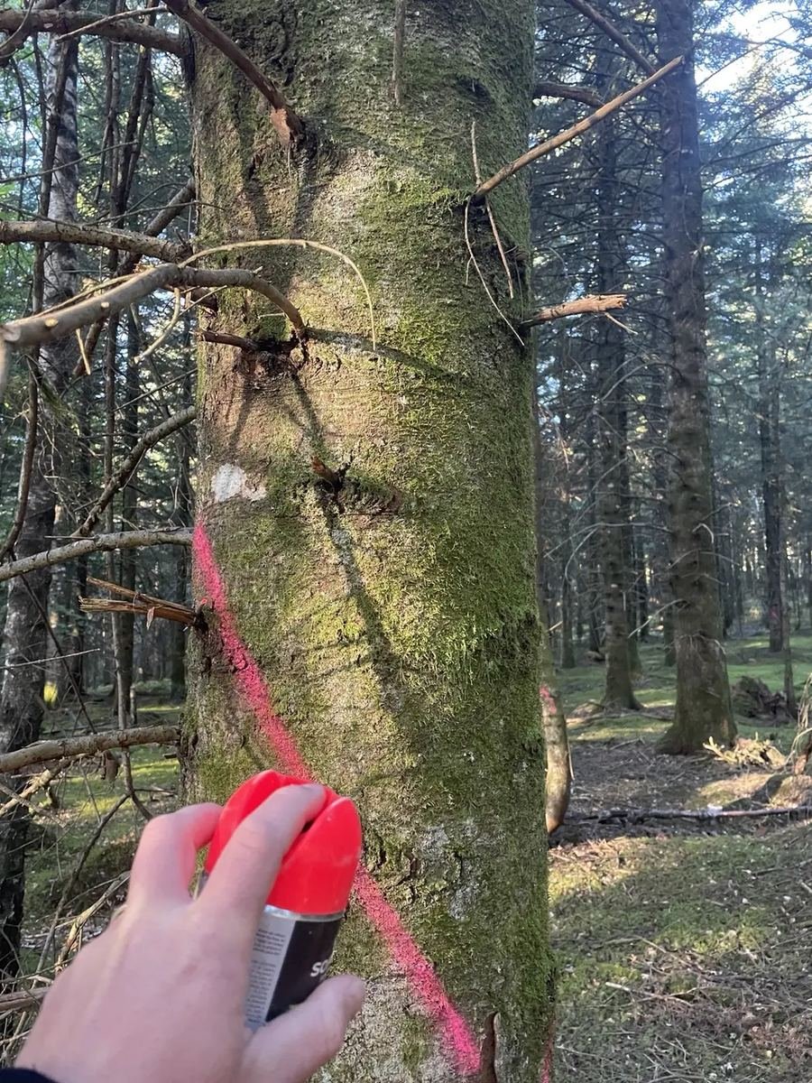 Marquage à la peinture d’un arbre en forêt